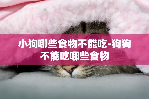 小狗哪些食物不能吃-狗狗不能吃哪些食物