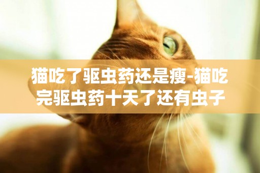 貓吃了驅蟲藥還是瘦-貓吃完驅蟲藥十天了還有蟲子