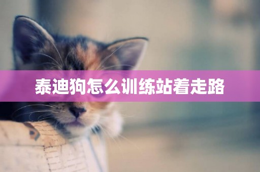 泰迪狗怎么訓練站著走路