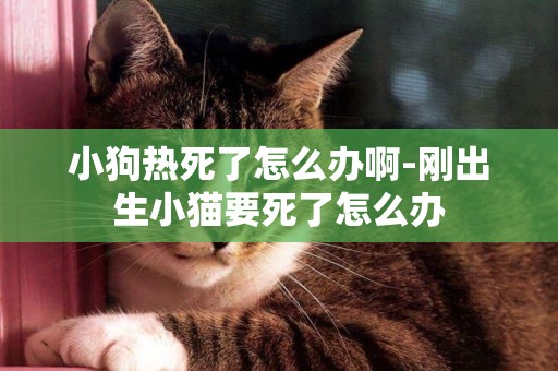 小狗熱死了怎么辦啊-剛出生小貓要死了怎么辦