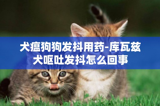 犬瘟狗狗發抖用藥-庫瓦茲犬嘔吐發抖怎么回事