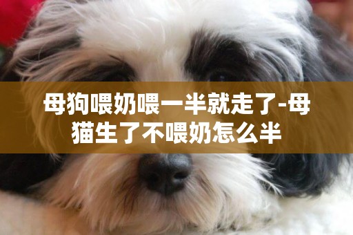 母狗喂奶喂一半就走了-母貓生了不喂奶怎么半