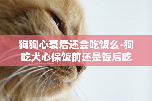 狗狗心衰后還會吃飯么-狗吃犬心保飯前還是飯后吃