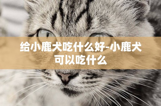 給小鹿犬吃什么好-小鹿犬可以吃什么