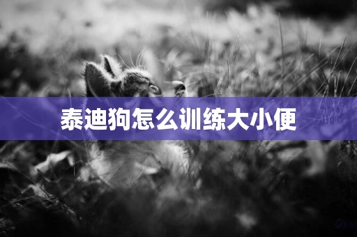 泰迪狗怎么訓練大小便