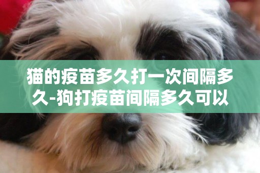 貓的疫苗多久打一次間隔多久-狗打疫苗間隔多久可以打第二次