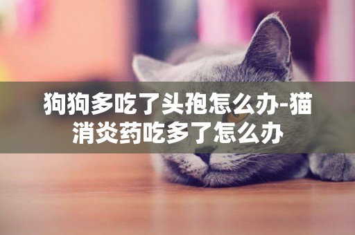 狗狗多吃了頭孢怎么辦-貓消炎藥吃多了怎么辦