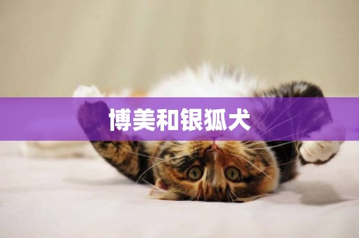 博美和銀狐犬