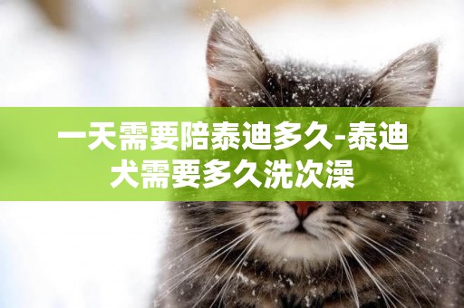 一天需要陪泰迪多久-泰迪犬需要多久洗次澡
