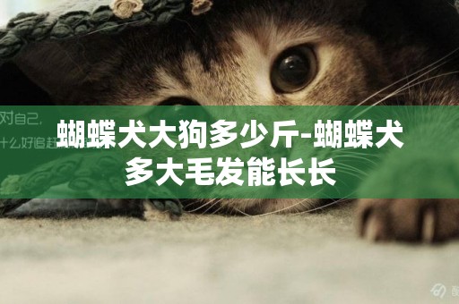 蝴蝶犬大狗多少斤-蝴蝶犬多大毛發能長長