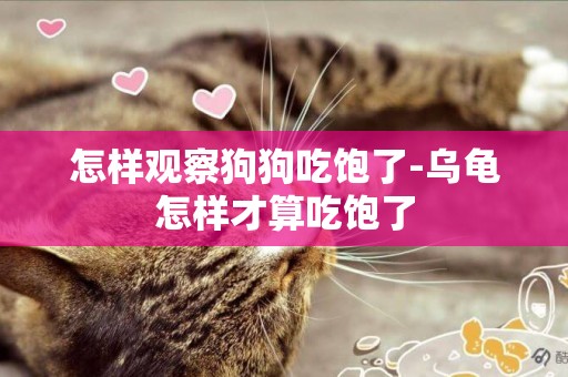 怎樣觀察狗狗吃飽了-烏龜怎樣才算吃飽了