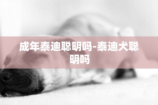 成年泰迪聰明嗎-泰迪犬聰明嗎