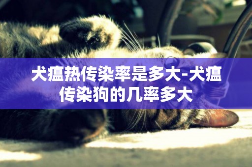 犬瘟熱傳染率是多大-犬瘟傳染狗的幾率多大