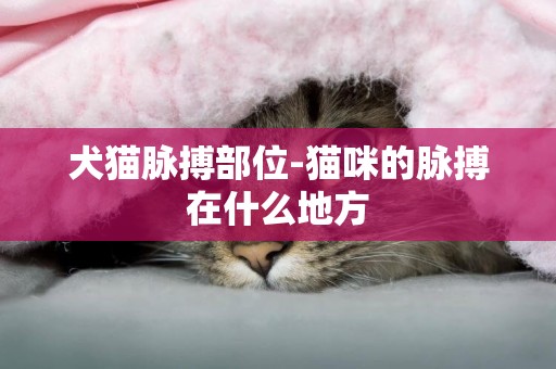 犬貓脈搏部位-貓咪的脈搏在什么地方