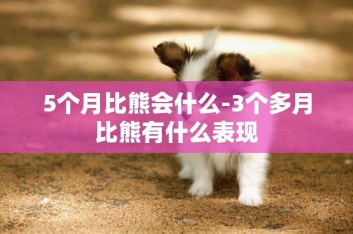 5個月比熊會什么-3個多月比熊有什么表現