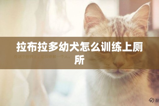 拉布拉多幼犬怎么訓練上廁所