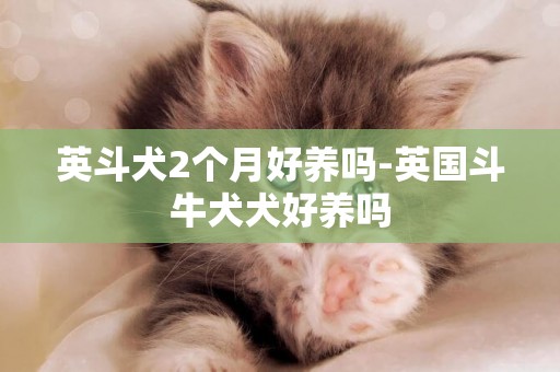 英斗犬2個月好養嗎-英國斗牛犬犬好養嗎
