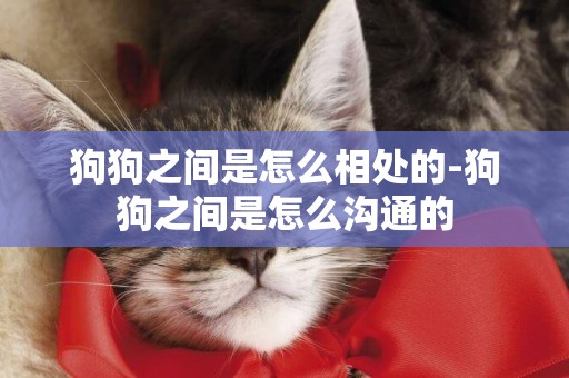 狗狗之間是怎么相處的-狗狗之間是怎么溝通的