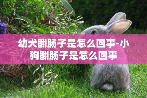 幼犬翻腸子是怎么回事-小狗翻腸子是怎么回事