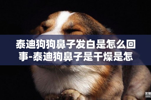 泰迪狗狗鼻子發白是怎么回事-泰迪狗鼻子是干燥是怎么回事