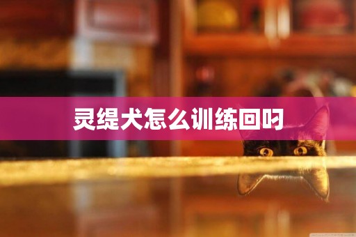 靈緹犬怎么訓練回叼
