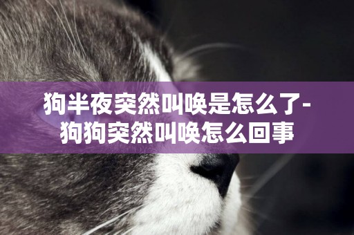 狗半夜突然叫喚是怎么了-狗狗突然叫喚怎么回事