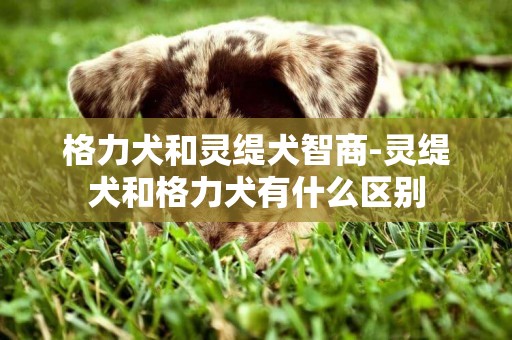 格力犬和靈緹犬智商-靈緹犬和格力犬有什么區別