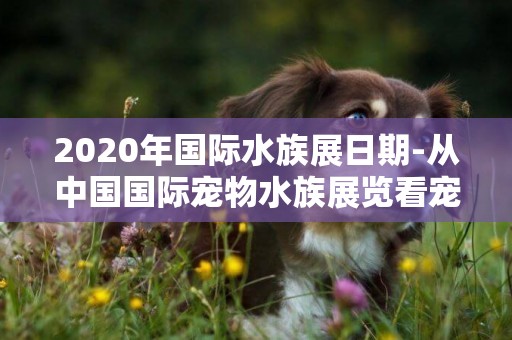 2020年國際水族展日期-從中國國際寵物水族展覽看寵物行業發展新態勢