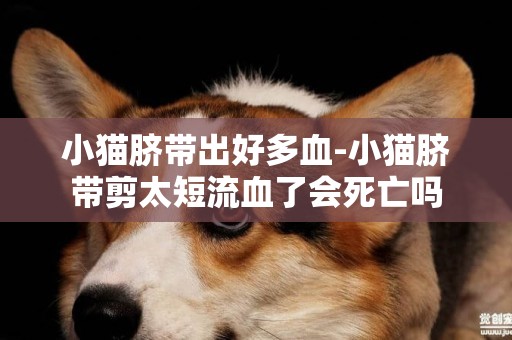 小貓臍帶出好多血-小貓臍帶剪太短流血了會死亡嗎