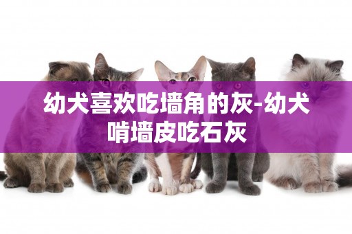 幼犬喜歡吃墻角的灰-幼犬啃墻皮吃石灰