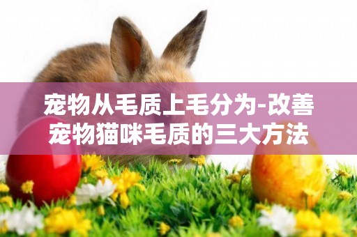 寵物從毛質上毛分為-改善寵物貓咪毛質的三大方法