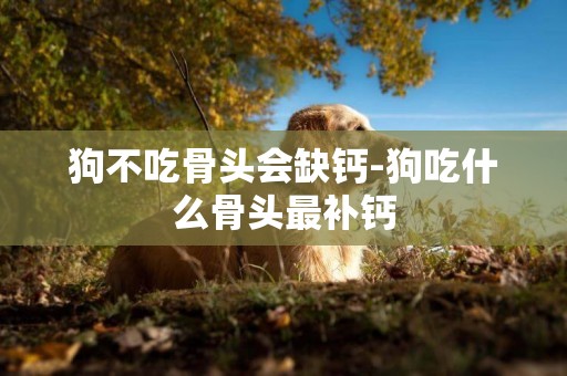 狗不吃骨頭會缺鈣-狗吃什么骨頭最補鈣