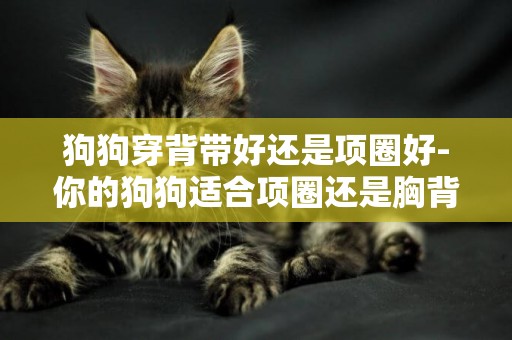 狗狗穿背帶好還是項圈好-你的狗狗適合項圈還是胸背帶
