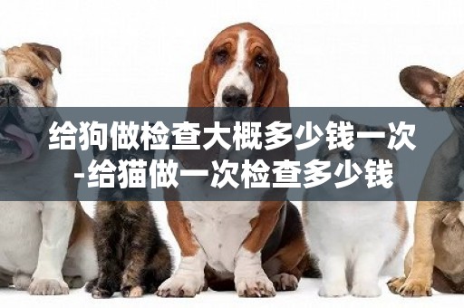 給狗做檢查大概多少錢一次-給貓做一次檢查多少錢