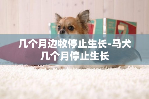 幾個月邊牧停止生長-馬犬幾個月停止生長