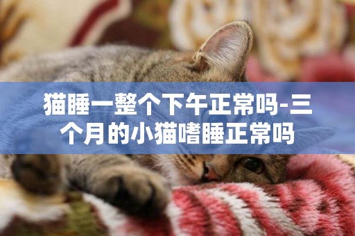貓睡一整個下午正常嗎-三個月的小貓嗜睡正常嗎