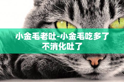 小金毛老吐-小金毛吃多了不消化吐了