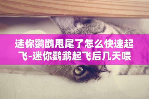 迷你鸚鵡甩尾了怎么快速起飛-迷你鸚鵡起飛后幾天喂食