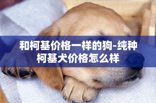 和柯基價格一樣的狗-純種柯基犬價格怎么樣