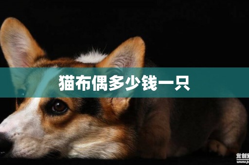 貓布偶多少錢一只