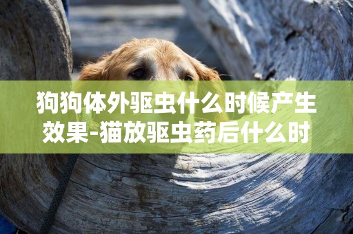 狗狗體外驅蟲什么時候產生效果-貓放驅蟲藥后什么時候生效