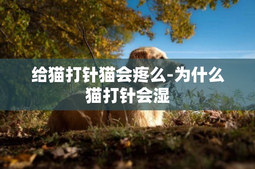 給貓打針貓會疼么-為什么貓打針會濕