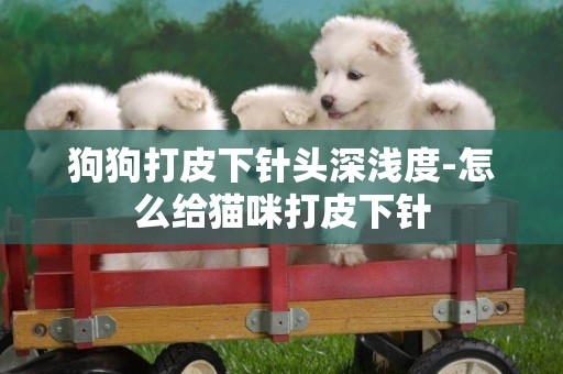 狗狗打皮下針頭深淺度-怎么給貓咪打皮下針