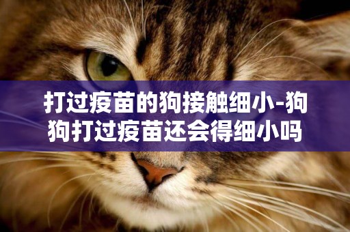 打過疫苗的狗接觸細小-狗狗打過疫苗還會得細小嗎