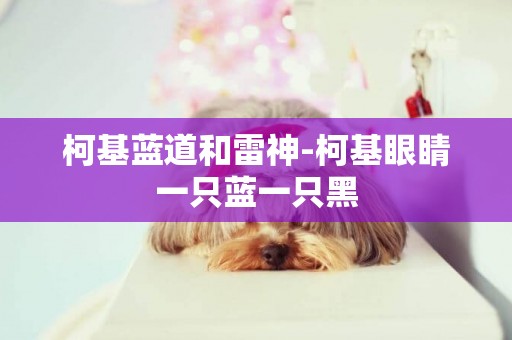 柯基藍道和雷神-柯基眼睛一只藍一只黑