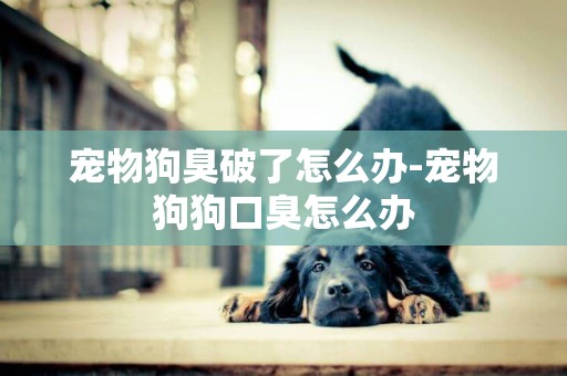 寵物狗臭破了怎么辦-寵物狗狗口臭怎么辦