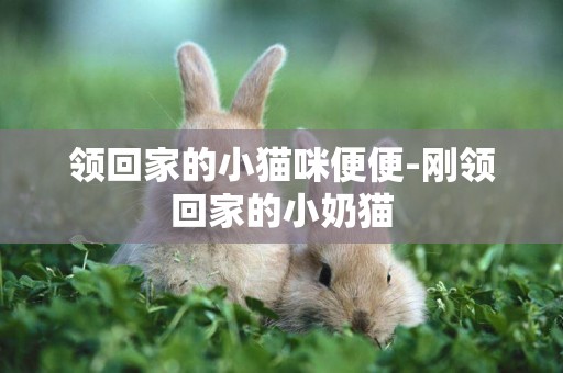 領回家的小貓咪便便-剛領回家的小奶貓