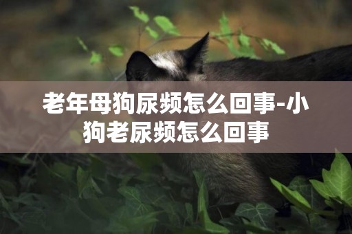 老年母狗尿頻怎么回事-小狗老尿頻怎么回事