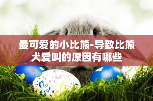 最可愛的小比熊-導致比熊犬愛叫的原因有哪些