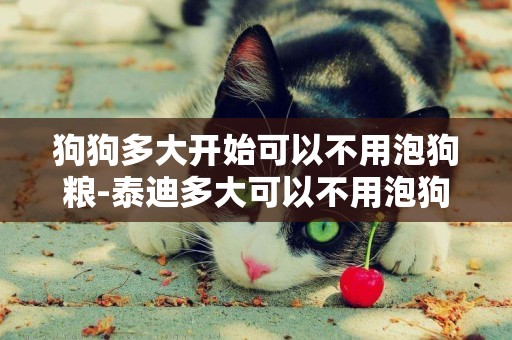 狗狗多大開始可以不用泡狗糧-泰迪多大可以不用泡狗糧